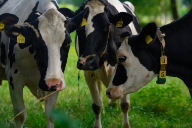 Meadow 'da inek. Yeşil tarlada sığır eti. Çimenli otlaktaki inek. Kırsalda bir inek. İnekler yaz otlaklarında otlar. İneklerle dolu kırsal araziler. Otlaktaki inekler