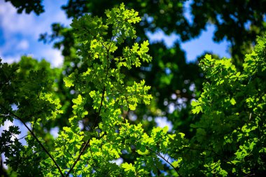 Orman geçmişi. Yeşil yapraklı arka plan. Doğa yaprağı arka planı. Yeşil yapraklı orman yeşillik arka planı. Ormanda yeşil yaprak. Arkaplanda bitkiler bırakır