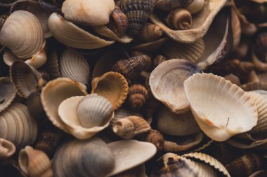 Arkaplan için deniz kabukları. Tasarım için deniz kabukları. Duvar kağıdı için deniz kabukları. Renkli kabuk dokusu. Deniz kabukları arka planda. Deniz kabukları. Egzotik okyanus kabukları