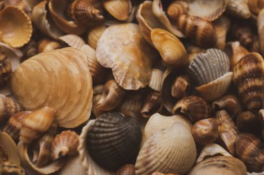 Okyanus kabukları. Yumuşakça kabuklar. Renkli kabuk dokusu. Deniz kabukları arka planda. Deniz kabukları. Arkaplan için deniz kabukları