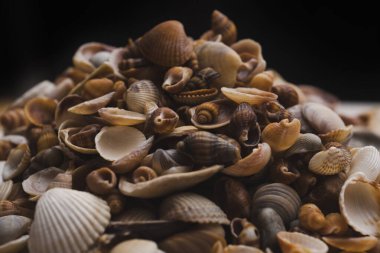 Arkaplan için deniz kabukları. Tasarım için deniz kabukları. Duvar kağıdı için deniz kabukları. Renkli kabuk dokusu. Deniz kabukları arka planda. Deniz kabukları. Egzotik okyanus kabukları