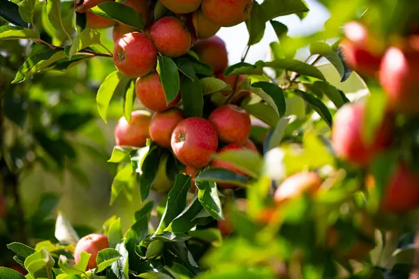 stock image Apple tree plantation. Ripe red apples on a tree. Juicy apples. Apple orchard. Apple on tree in the garden. Harvest of fresh red apples