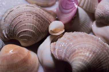 Deniz kabukları arka planda. Deniz kabukları. Okyanus kabukları. Yumuşakça kabuklar. Renkli kabuk dokusu. Tasarım için deniz kabukları