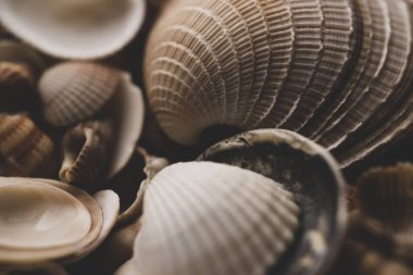 Yaz mevsimi. Yumuşakça kabuklar. Deniz kabuğu arka planı. Okyanus kabukları. Deniz kabuğu arka planı. Deniz kabuklarının dokusu