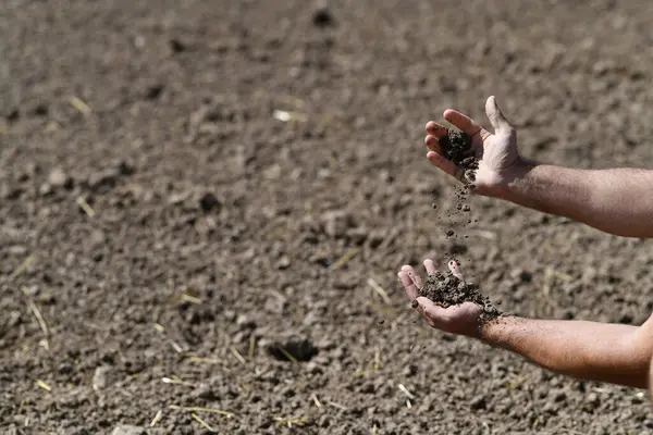 Ellerinde verimli bir toprak tutan çiftçi. Tarım, tarım. Bahçıvan gübrelenmiş toprağı tutar. Tarım konsepti. Bahçıvanlık sezonu. Toprak sahası