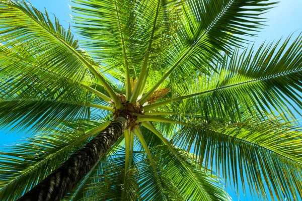 Avuç içi yaprakları. Mavi gökyüzünde palmiye ağaçları. Hindistan cevizi ağacı palmiyeleri. Tropik palmiye yaprakları. Egzotik desen arkaplanı