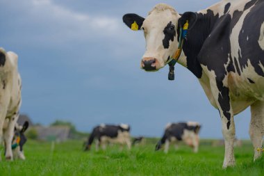 Yaz otlağında inek. Alplerde otlayan inek sürüsü. Holstein inekleri yaz otlaklarında. Çimen tarlasında olgun bir inek. Otlakta ot yiyen inekler. İnek Çiftliği. Otlakta otlayan inekler