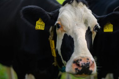İnek otlağı. İnek otlağı. Yeşil çayırdaki inek. Yeşil tarlada taze çimlerle otlayan inek. Holstein inekleri. Tarlada inekler