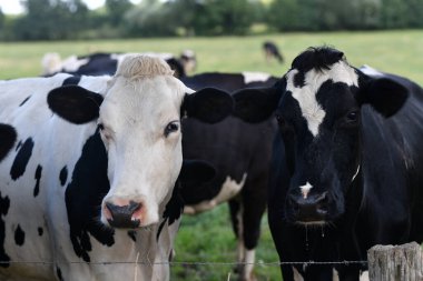 Yaz otlağında inek. Alplerde otlayan inek sürüsü. Holstein inekleri yaz otlaklarında. Çimen tarlasında olgun bir inek. Otlakta ot yiyen inekler. İnek Çiftliği. Otlakta otlayan inekler