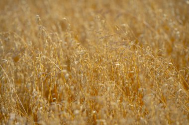 Saha manzarası. Yulaf tarlası. Yulaf ezmesi. Altın tarla. Tarladaki yulaf kulağı. Yulaf arka planı. Tarım mevsimi