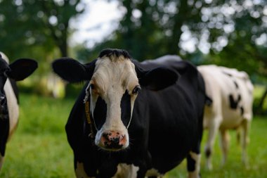 Holstein İnek Sürüsü. Çiftlikteki inek sürüsü. Çayırdaki süt ineği sürüsü. İnek çiftliği. Çimen tarlasında siyah ve beyaz inekler. Holstein inekleri