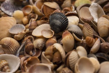 Arkaplan için deniz kabukları. Tasarım için deniz kabukları. Duvar kağıdı için deniz kabukları. Renkli kabuk dokusu. Deniz kabukları arka planda. Deniz kabukları. Egzotik okyanus kabukları