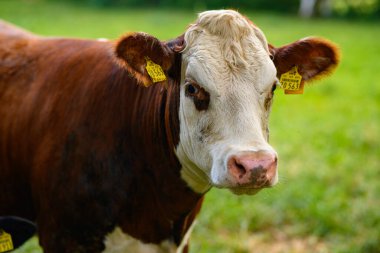Kahverengi otlayan inek. Hereford inekleri tarlada. İnek suratlı yakın çekim. Yeşil otlakta otlayan inek. Kırsal alan ve inekler için otlak. Kırsaldaki inek sürüsü. Çiftlik arazilerinde inekler. Süt çiftliği