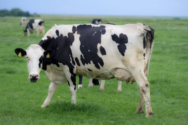 Holstein inekleri otlakta. Olgun inek. Çayırdaki inekler. Yeşil çayırdaki siyah beyaz inek. Çiftlikte sığır çiftliği olan inek çiftliği. Tarlada inek sürüsü