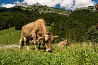 Yaz otlağında İsviçre ineği. Alplerde inek otluyor. Tarlada inek. İsviçre otlağındaki süt inekleri. Yeşil Tarlada Olgun İnek