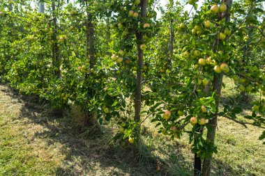 Bahçesinde olgun kırmızı elmalar olan elma ağaçları. Ağaçların dallarında doğal kırmızı elmalar. Sonbahar elma bahçesi. Elma bahçesinde kırmızı sulu elmalar