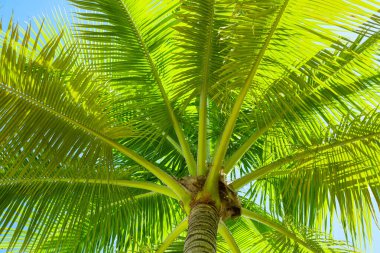 Palmiye yaprağı. Yaz arkaplanı.