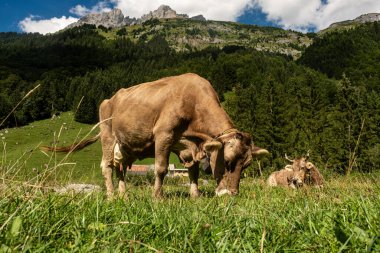 Dağ tarlasında inekler. Alplerde inek. Dağ manzarasının önündeki kahverengi inek. Dağ otlağındaki sığırlar. Köy konumu, İsviçre. Alp çayır ineği. Çayırda otlayan inek