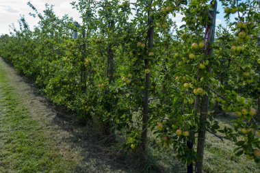 Bahçesinde olgun kırmızı elmalar olan elma ağaçları. Ağaçların dallarında doğal kırmızı elmalar. Sonbahar elma bahçesi. Elma bahçesinde kırmızı sulu elmalar