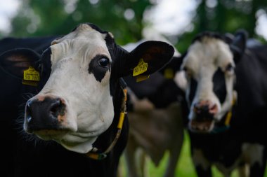 Holstein İnek Sürüsü. Çiftlikte inek sürüsü otluyor. Çayırdaki süt ineği sürüsü. İnek çiftliği. Yeşil çayır üzerinde siyah beyaz inekler