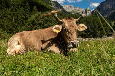 Yaz otlağında İsviçre ineği. Alplerde inek otluyor. Tarlada inek. İsviçre otlağındaki süt inekleri. Yeşil Tarlada Olgun İnek