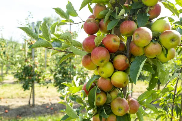 Elma bahçesi. Taze kırmızı elma hasadı. Bahçedeki bir dalda olgun sulu elmalar. Elma tarlasında sulu elmalar