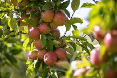 Elma bahçesi. Taze kırmızı elma hasadı. Bahçedeki bir dalda olgun sulu elmalar. Elma tarlasında sulu elmalar