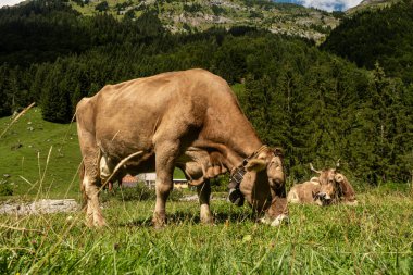 Yaz otlağında İsviçre ineği. Alplerde inek otluyor. Tarlada inek. İsviçre otlağındaki süt inekleri. Yeşil Tarlada Olgun İnek