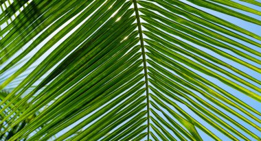 Avuç içi yaprakları. Mavi gökyüzünde palmiye ağaçları. Hindistan cevizi ağacı palmiyeleri. Tropik palmiye yaprakları. Egzotik desen arkaplanı