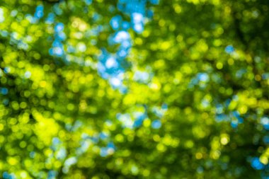 Yeşil yaprak arka planı bulanıklaştırdı. Bokeh doğa geçmişi. Ormanda yeşil yaprak. Arkaplanı bulanık bırakır. Bokeh yeşili arka plan. Ormanda yeşil yaprak. Bulanık arkaplan yaprakları