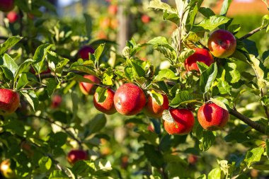 Bahçesinde olgun kırmızı elmalar olan elma ağaçları. Ağaçların dallarında doğal kırmızı elmalar. Sonbahar elma bahçesi. Elma bahçesinde kırmızı sulu elmalar