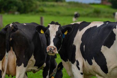 Yaz otlağında inek. Alplerde otlayan inek sürüsü. Holstein inekleri yaz otlaklarında. Çimen tarlasında olgun bir inek. Otlakta ot yiyen inekler. İnek Çiftliği. Otlakta otlayan inekler