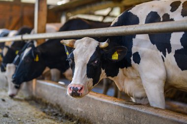 Yem alanındaki inek yavrusu. İnekler ahırdaki çitleri dikizliyorlar. Holstein inekleri ahırda. Süt çiftliği. Tarım endüstrisi. Çevre tarımı