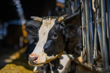 Yem alanındaki inek yavrusu. İnekler ahırdaki çitleri dikizliyorlar. Holstein inekleri ahırda. Süt çiftliği. Tarım endüstrisi. Çevre tarımı
