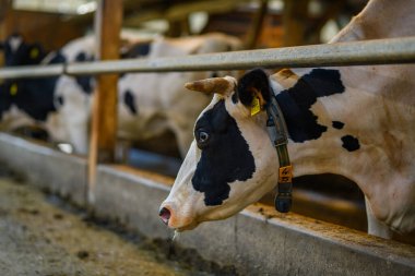 Süt çiftliğindeki kafeste inek. Çiftlikteki çitlerin arkasındaki inek. Hayvan yetiştiriciliği. İnek fabrikası. Süt çiftliğindeki inek. Tarım endüstrisi, tarım, insanlar ve hayvancılık kavramı