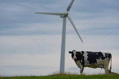 Yeşil enerji konsepti. Eko çiftliği. Rüzgar enerjisi. Çevre tarımı. Yeşil elektrik. Rüzgar jeneratörü gücü. Alternatif enerji. Yeşil tarladaki inek. İnek ile Eko çiftliği. İnek çiftliği