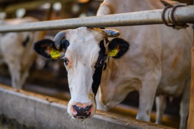 Süt ineği. Tarım endüstrisi. Çevre tarımı. Yem alanındaki inek yavrusu. İnekler ahırdaki çitleri dikizliyorlar. Holstein inekleri ahırda. Süt çiftliği