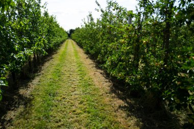 Bahçesinde olgun kırmızı elmalar olan elma ağaçları. Ağaçların dallarında doğal kırmızı elmalar. Sonbahar elma bahçesi. Elma bahçesinde kırmızı sulu elmalar