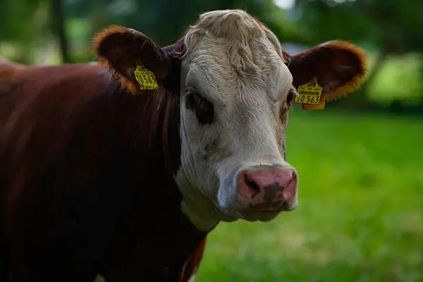 Kahverengi otlayan inek. Hereford inekleri tarlada. İnek suratlı yakın çekim. Yeşil otlakta otlayan inek. Kırsal alan ve inekler için otlak. Kırsaldaki inek sürüsü. Çiftlik arazilerinde inekler. Süt çiftliği