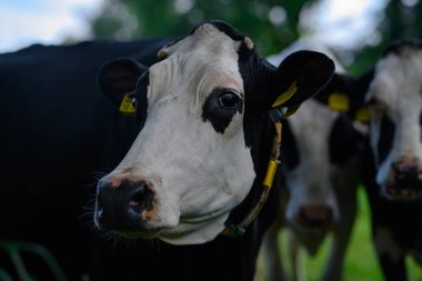 Olgun inek. Siyah ve beyaz Holstein ineği çayırda. Holstein inekleri otlakta. Çayırdaki inekler. İnek Çiftliği. Kır çiftliği. Tarlada inek sürüsü