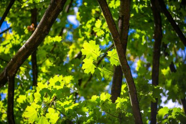 Arkaplan bırakır. Yeşil doğa geçmişi. Ormanda yeşil yaprak. Yeşil yapraklı arka plan. Bulanık yeşil arka planda yeşil yaprak ormanı. Arkaplanda bitkiler bırakır