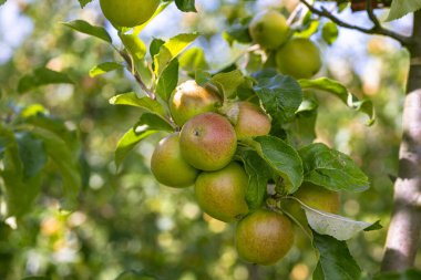 Bahçesinde olgun kırmızı elmalar olan elma ağaçları. Ağaçların dallarında doğal kırmızı elmalar. Sonbahar elma bahçesi. Elma bahçesinde kırmızı sulu elmalar