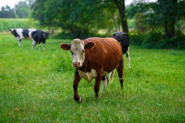 İnek sahada. Yeşil çayırda otlayan benekli inek. Holstein ineği çiftlikte. Otlayan inek.
