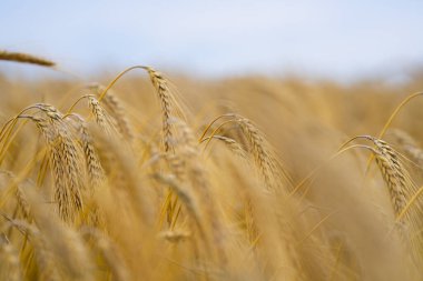 Saha manzarası. Buğday tarlası. Altın tarla. Tarlada buğday kulağı. Buğday arka planı. Tarım mevsimi