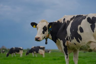 Holstein İnek Sürüsü. Çiftlikte inek sürüsü otluyor. Çayırdaki süt ineği sürüsü. İnek çiftliği. Yeşil çayır üzerinde siyah beyaz inekler