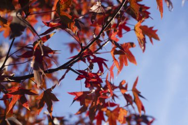 Gökyüzü arka planında sonbahar yaprağı. Turuncu kırmızı yaprak sonbahar arka planı. Orman geçmişi. Sarı doğa geçmişi. Ormanda portakal yaprağı. Arkaplanda bitkiler bırakır