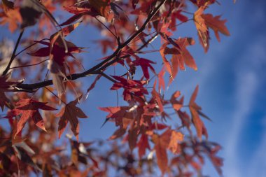 Sonbahar yaprağı arka planı. Turuncu kırmızı yaprak sonbahar arka planı. Orman geçmişi. Sarı doğa geçmişi. Ormanda portakal yaprağı. Arkaplanda bitkiler bırakır