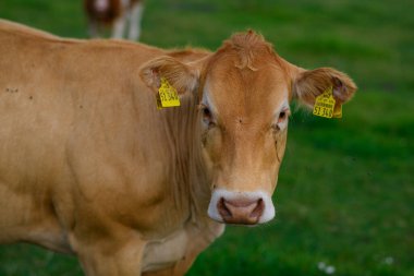 Kahverengi inek. Çayırdaki inekler. Yeşil çayırda kahverengi inek. Çiftlikte sığır çiftliği olan inek çiftliği. Tarlada inek