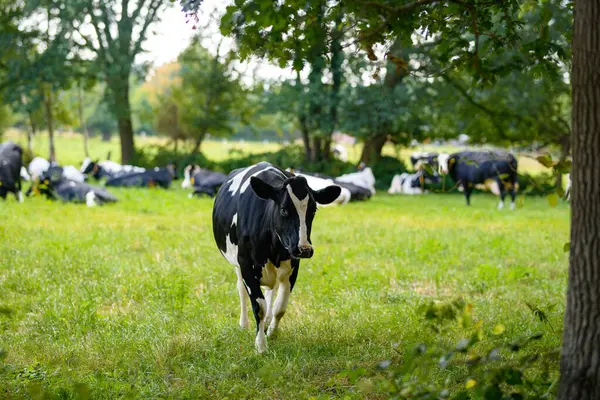 Yeşil tarlaya bakan inek. İnek çiftliği. Meadow 'da olgun bir inek. Çiftlikteki çimenlik alanda inek