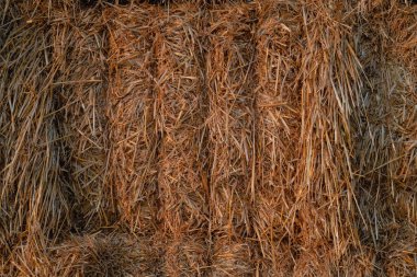 Saman dokusu. Altın sarısı saman yığını. Arka plan için saman çöpü. Çiftlik. Bir yığın saman. Sonbahar arkaplanı